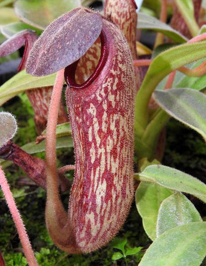 Nepenthes klossii BE-4014