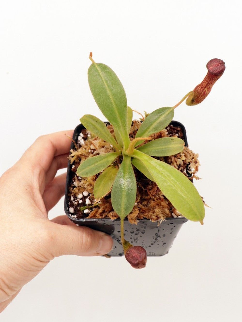 Nepenthes klossii BE-4014 clone 227