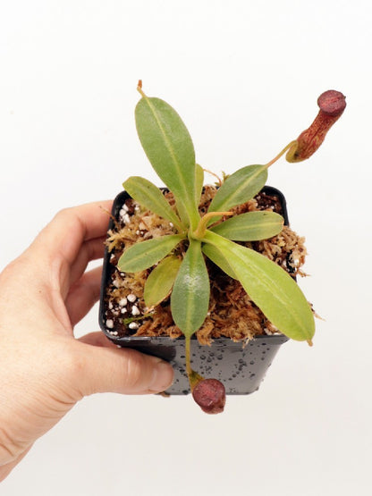 Nepenthes klossii BE-4014 clone 227