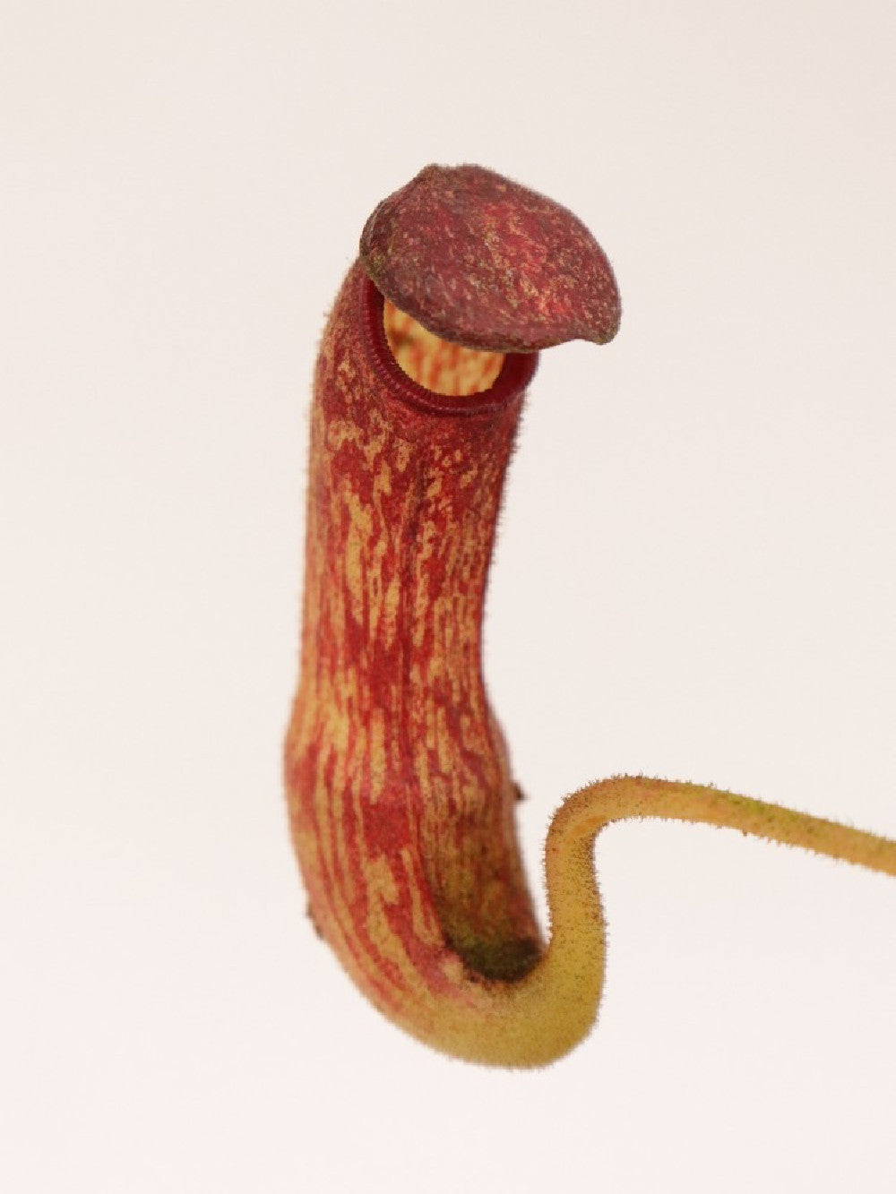 Nepenthes klossii BE-4014 clone 227