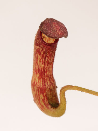 Nepenthes klossii BE-4014 clone 227