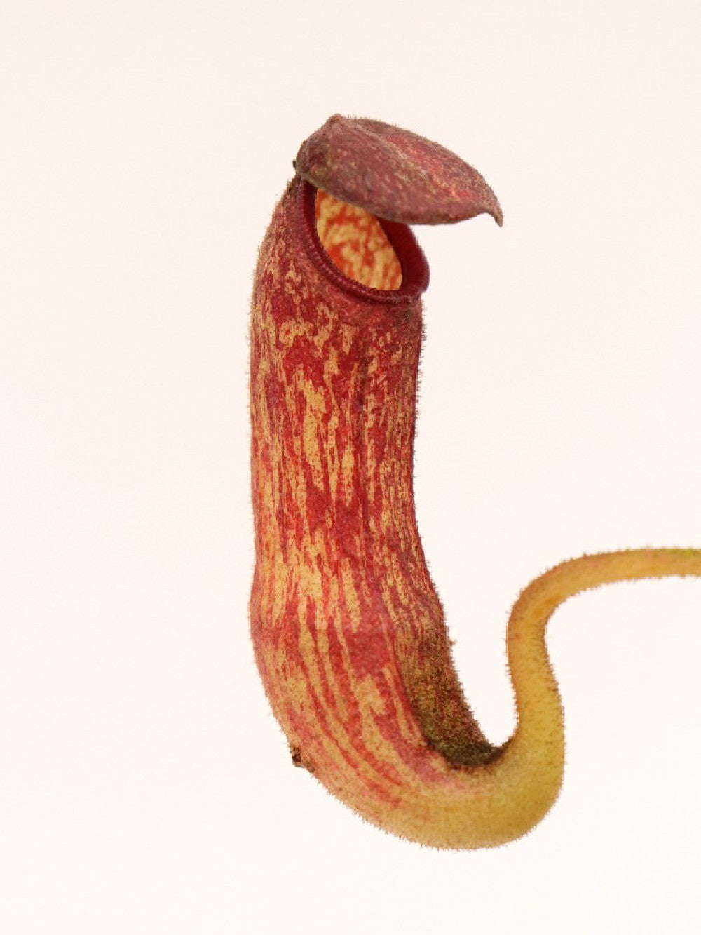 Nepenthes klossii BE-4014 clone 227