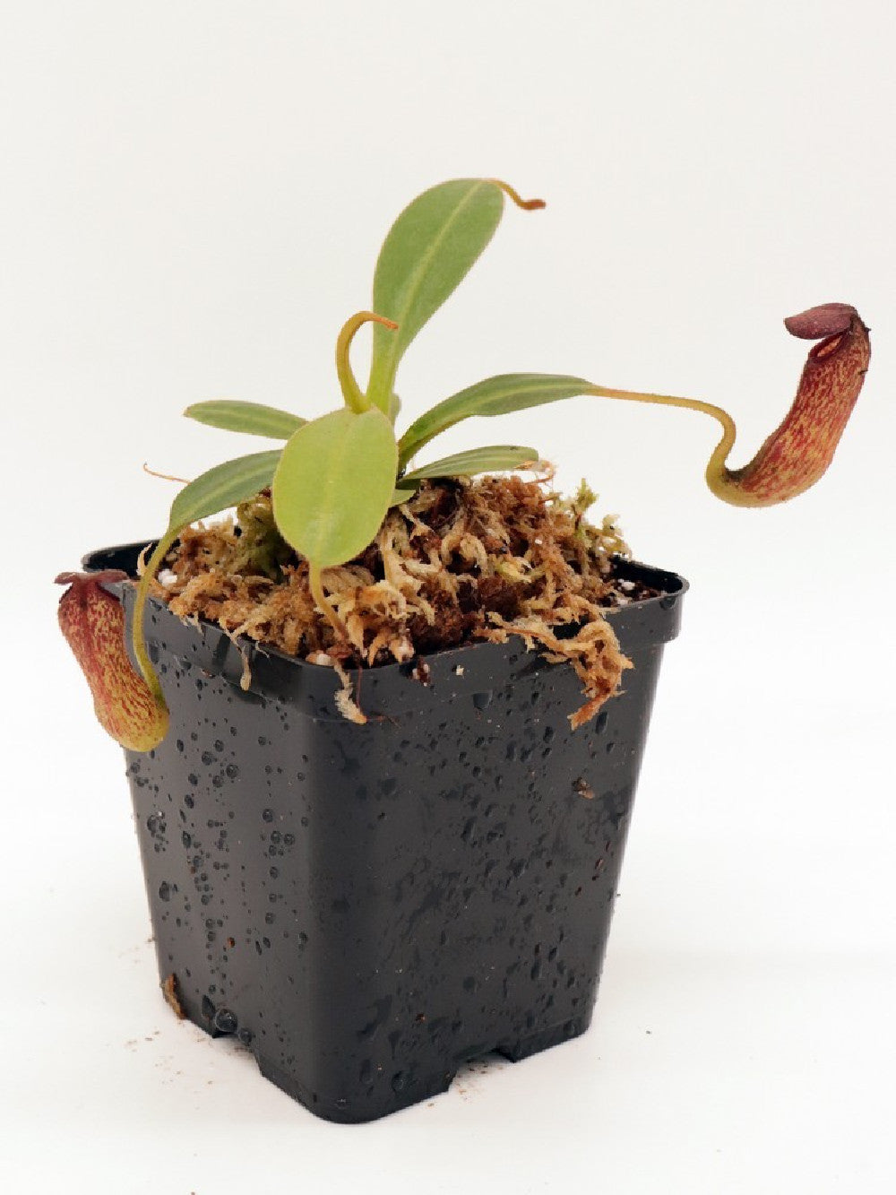 Nepenthes klossii BE-4014 clone 227