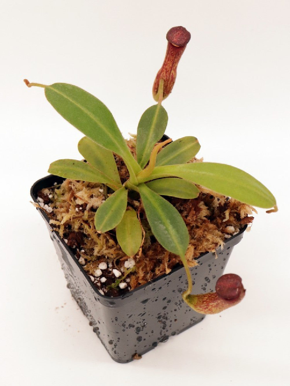 Nepenthes klossii BE-4014 clone 227