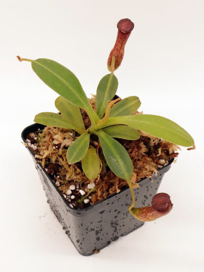 Nepenthes klossii BE-4014 clone 227