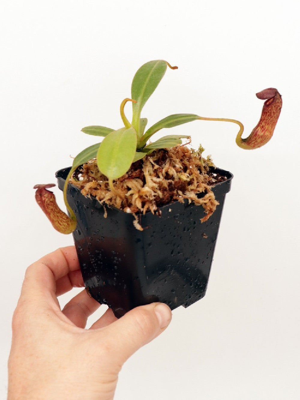 Nepenthes klossii BE-4014 clone 227