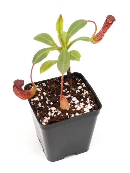 Nepenthes klossii   BE-4014  Clone 210