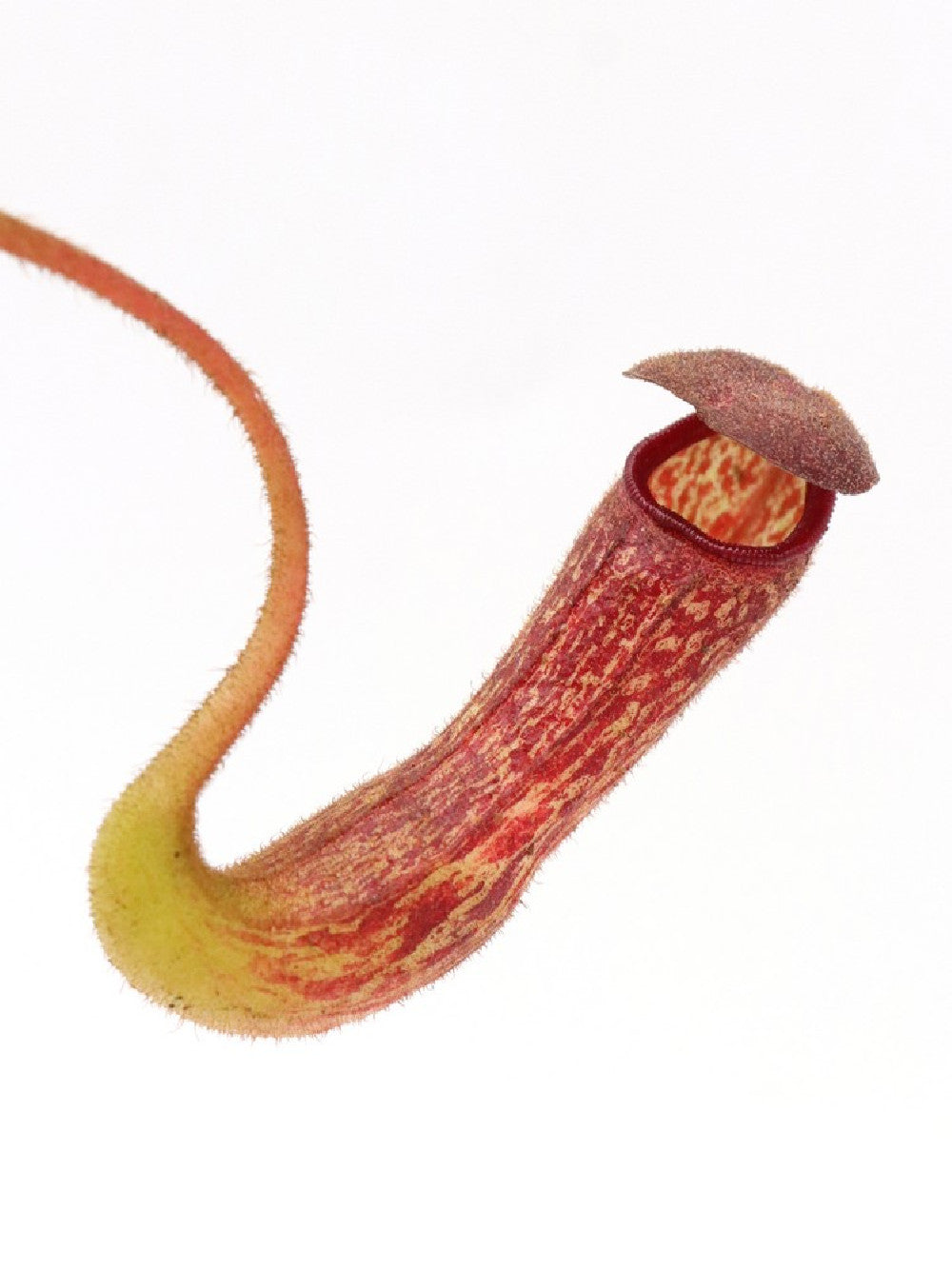 Nepenthes klossii   BE-4014  Clone 210