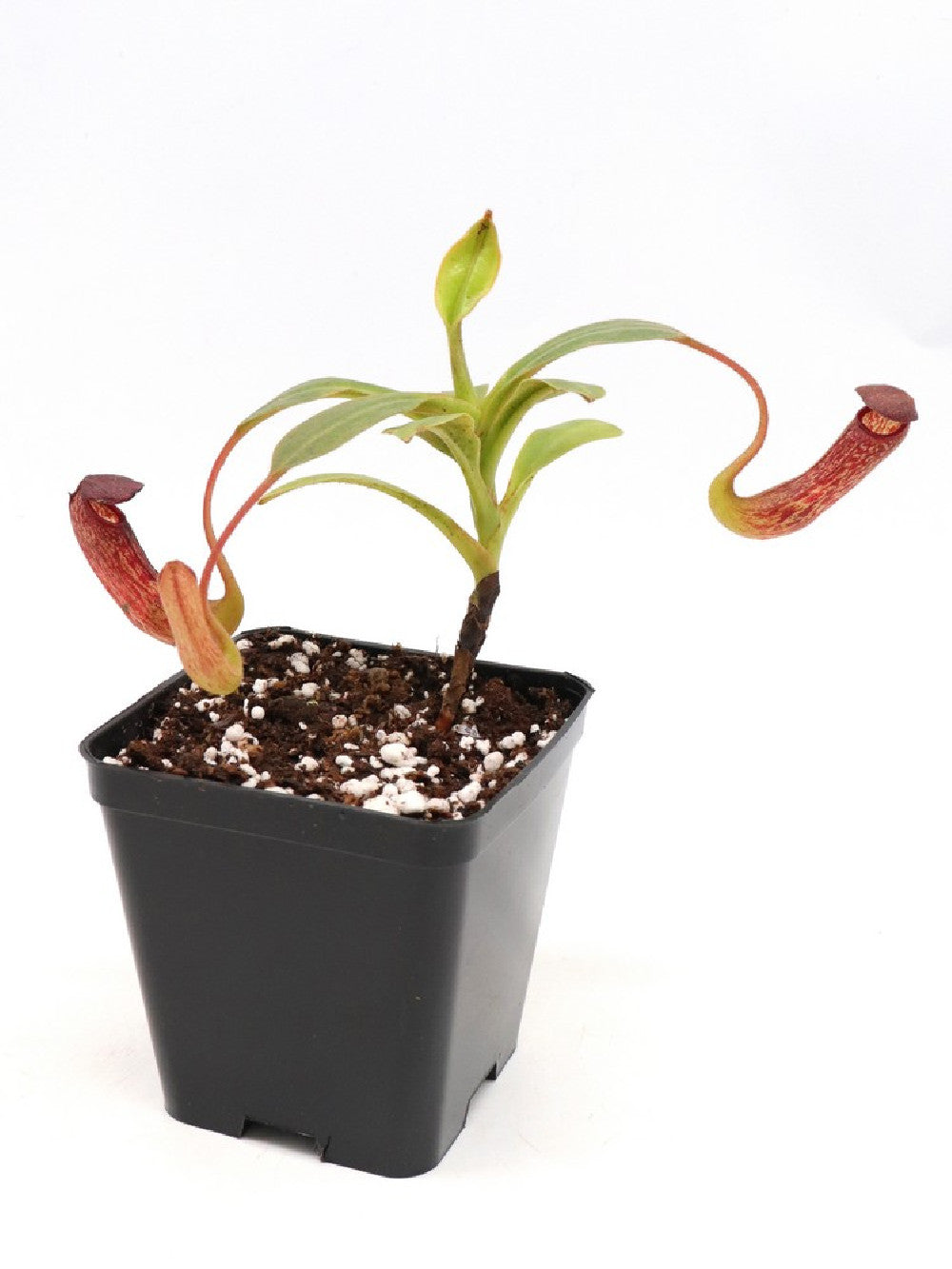 Nepenthes klossii   BE-4014  Clone 210