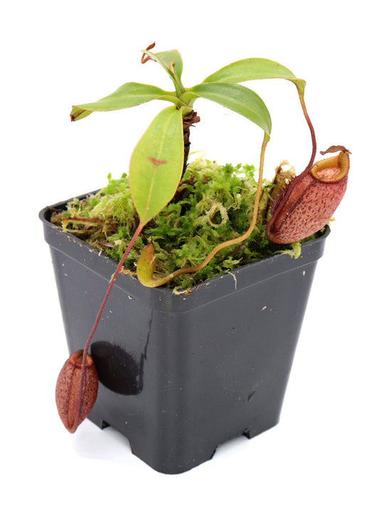 Nepenthes leonardoi   Mt. Shumkat, Palawan, Philippines