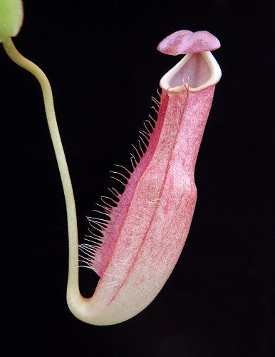 Nepenthes longifolia  BE-3704