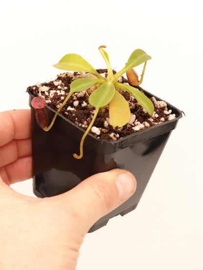 Nepenthes lowii Trus madi BE-3100