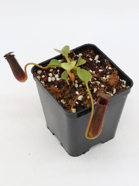 Nepenthes lowii   Trusmadi x Mulu