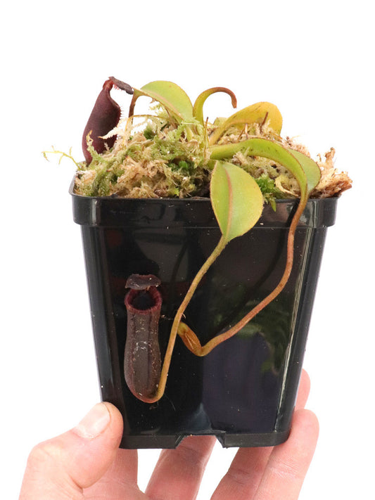 Nepenthes lowii   Trusmadi x Murud
