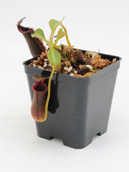 Nepenthes lowii    Gunung Trusmadi