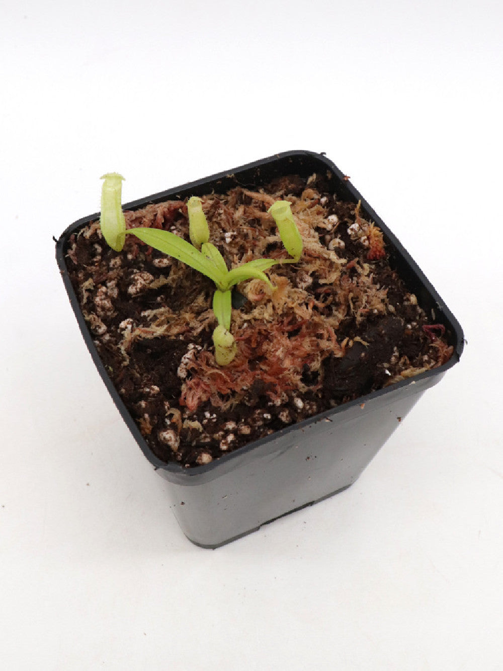 Nepenthes macfarlanei