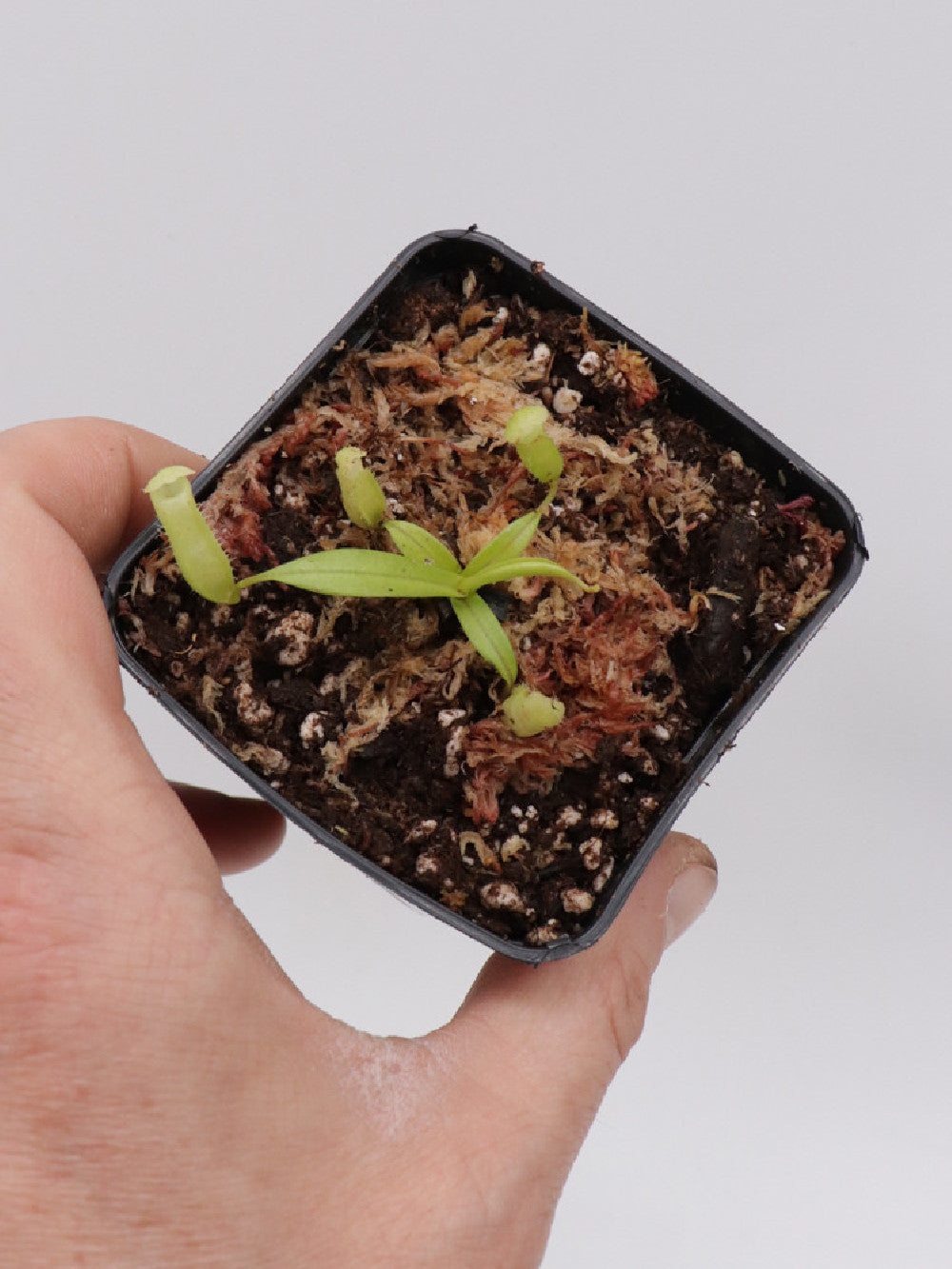 Nepenthes macfarlanei