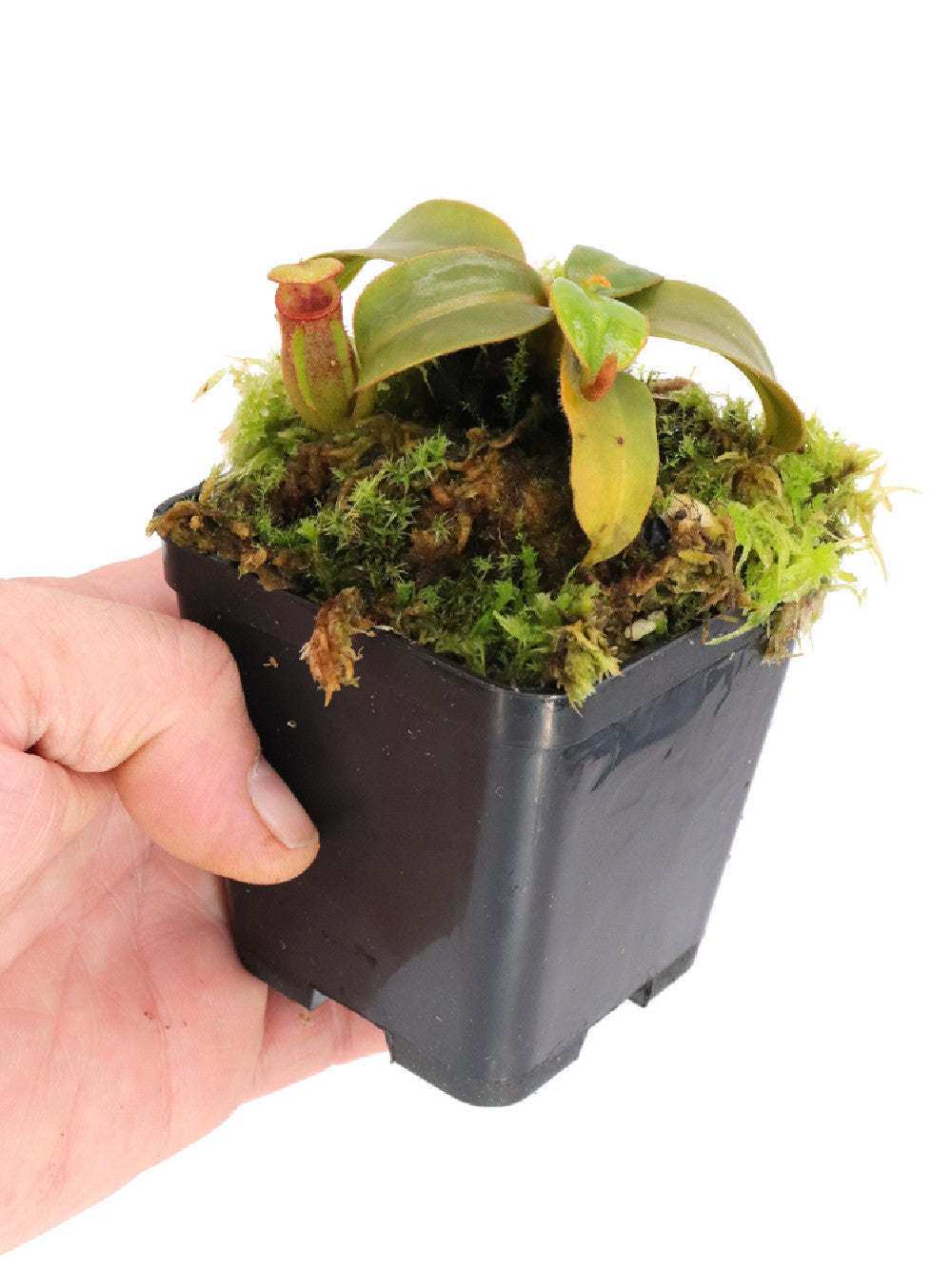 Nepenthes pervillei - clones variés Nepenthes pervillei - clones variés