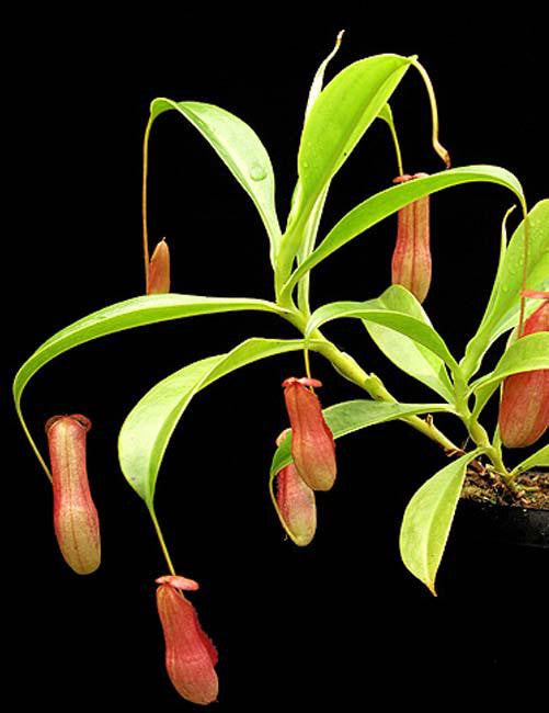 Nepenthes madagascariensis  BE-3247