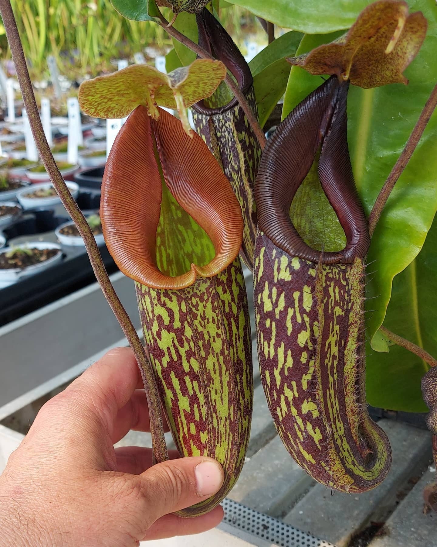 Nepenthes maxima "Best form"  BE-3067