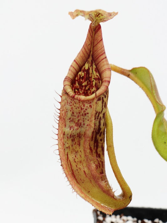 Nepenthes maxima ( G. Lumut , Sulawesi)