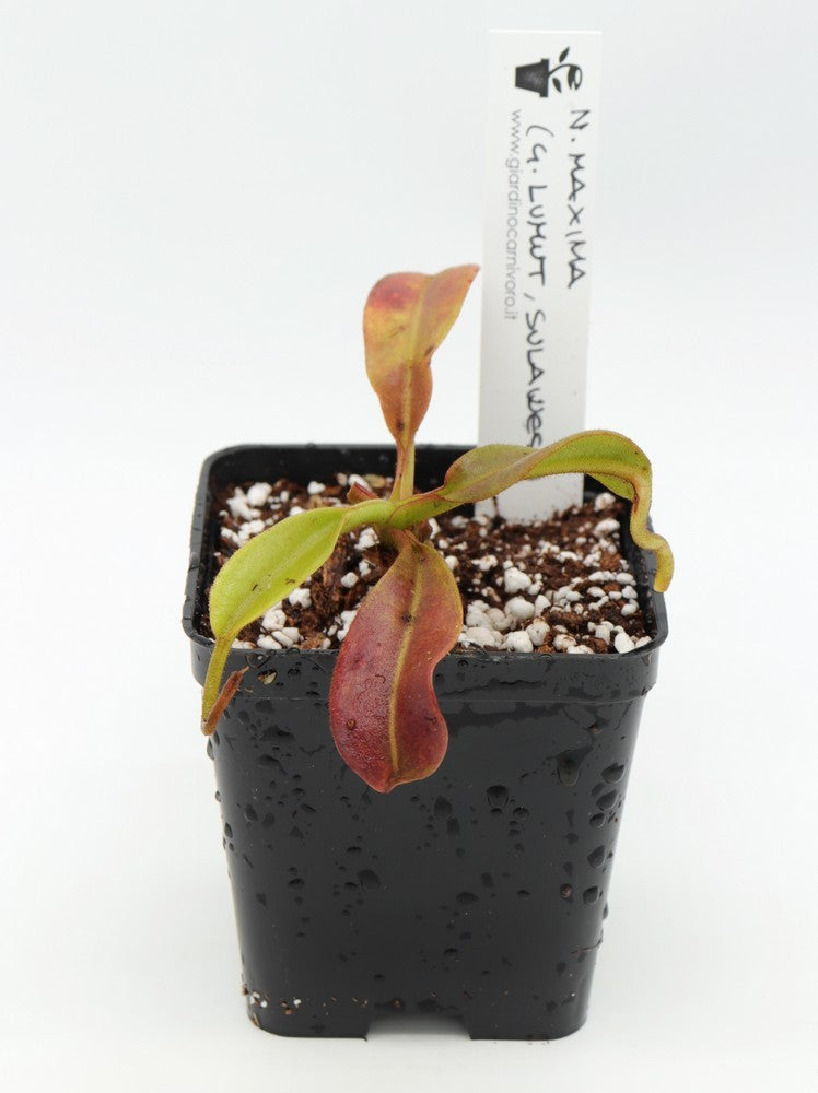 Nepenthes maxima ( G. Lumut , Sulawesi)