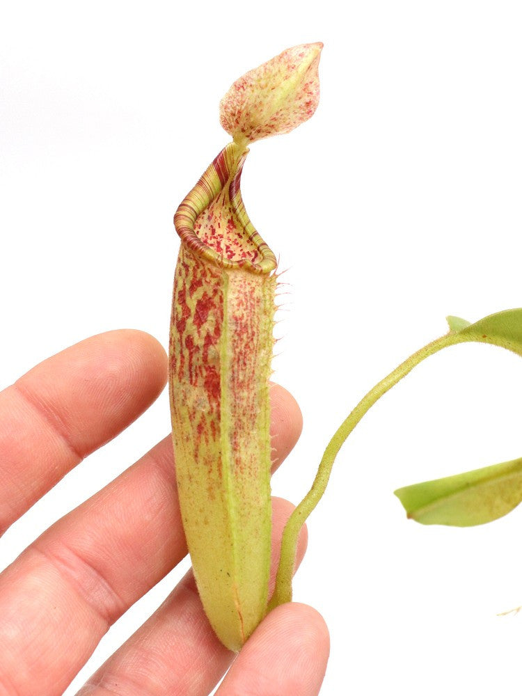 Nepenthes maxima   Tentena