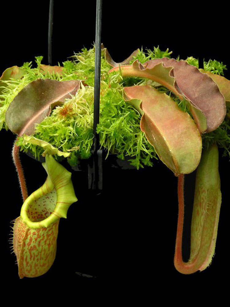 Nepenthes maxima "wavy leaf" BE-4081