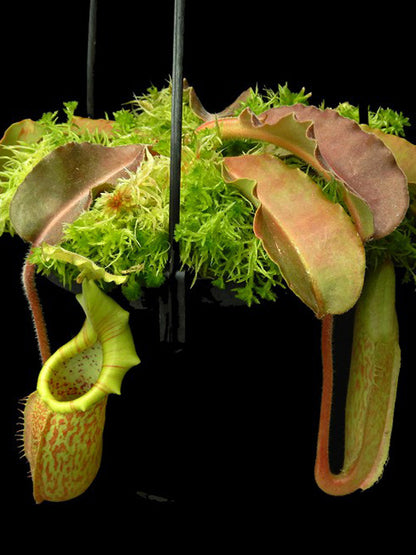 Nepenthes maxima "wavy leaf" BE-4081