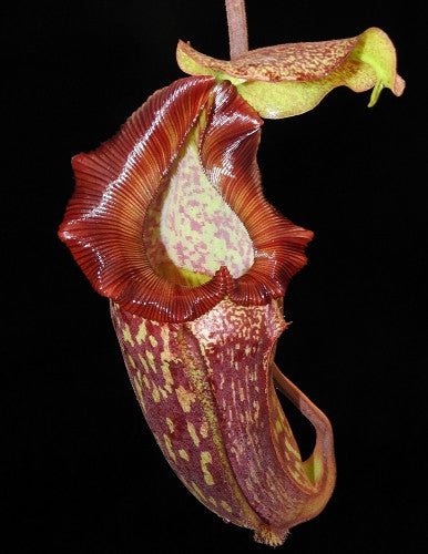 Nepenthes maxima x (lowii x macrophylla) BE-3709