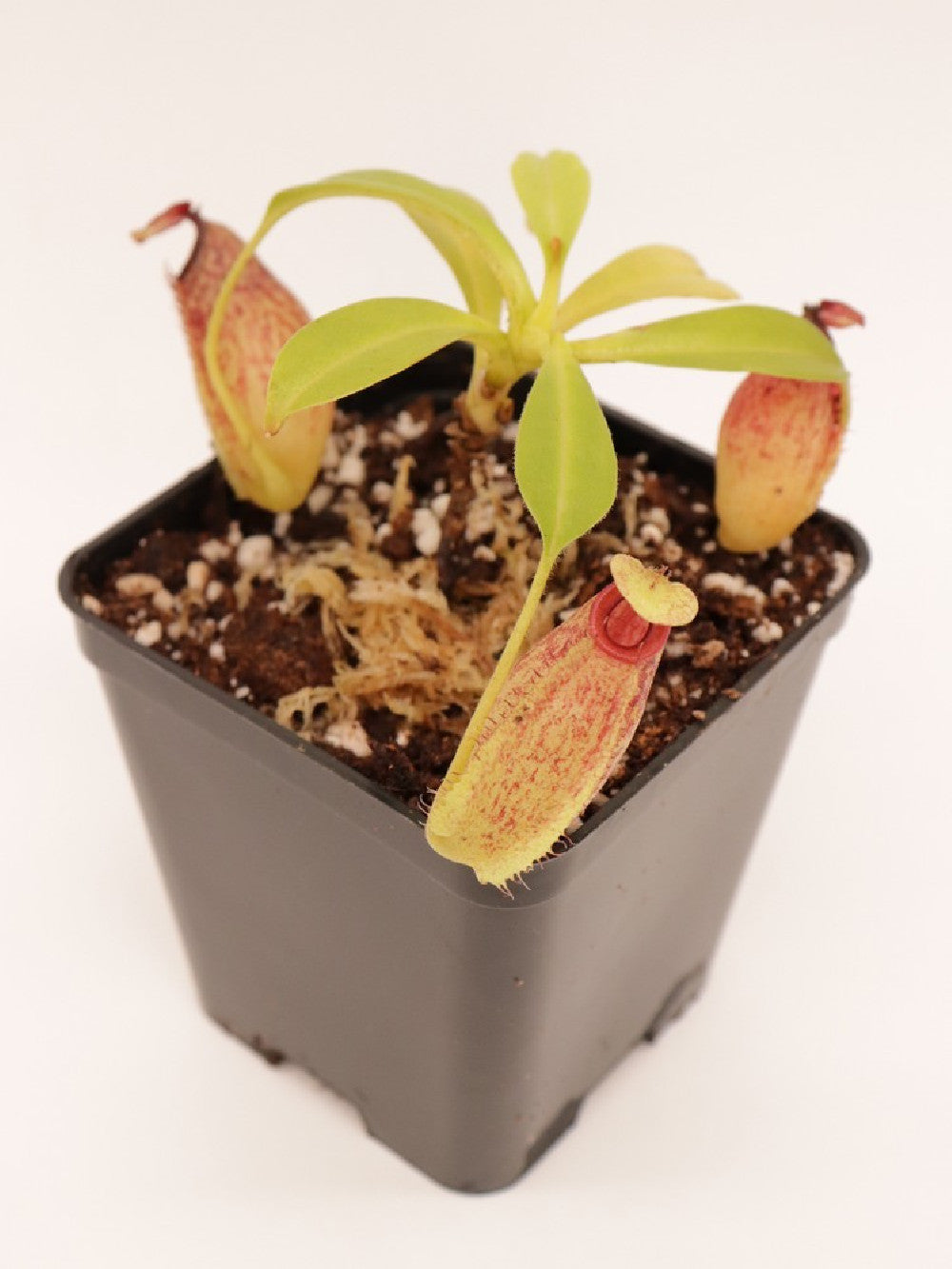 Nepenthes maxima x aristolochioides BE-3578