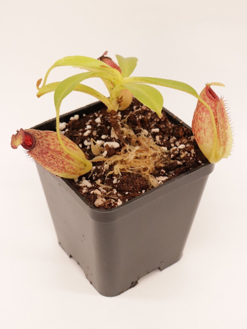 Nepenthes maxima x aristolochioides BE-3578