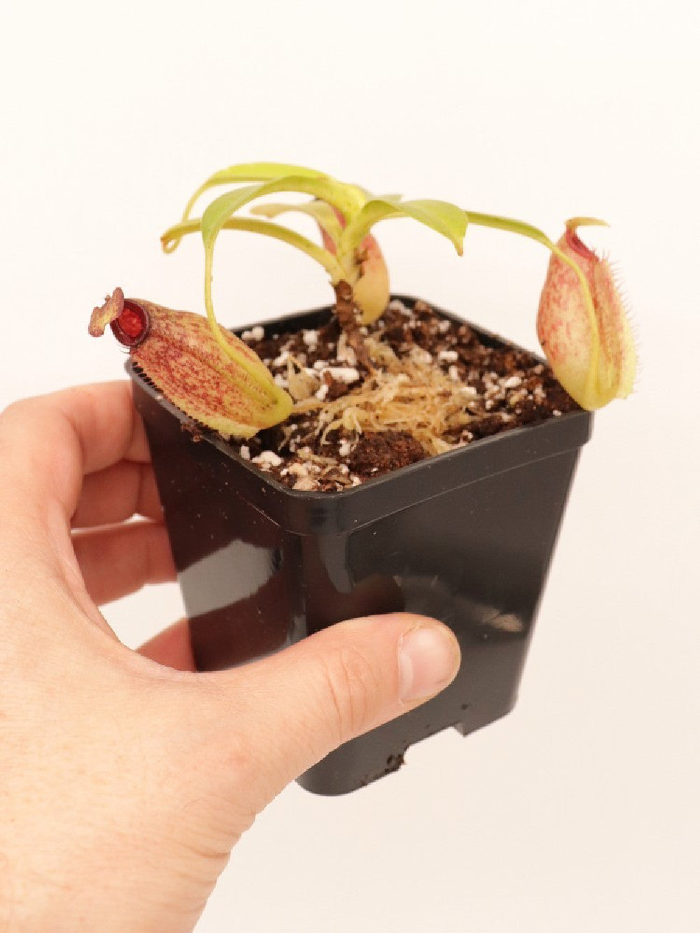 Nepenthes maxima x aristolochioides BE-3578