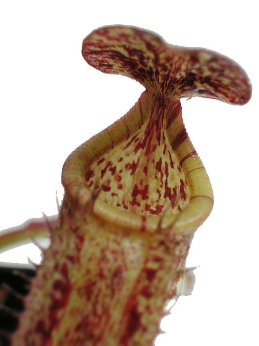 Nepenthes maxima x burbidgeae