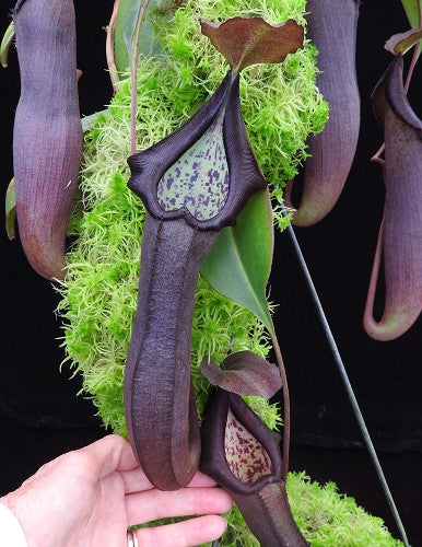 Nepenthes maxima x ramispina BE-3740
