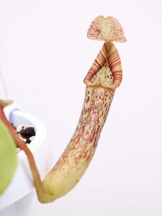 Nepenthes maxima x vogelii