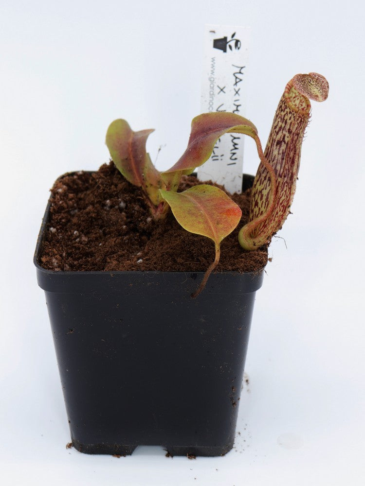 Nepenthes maxima x vogelii