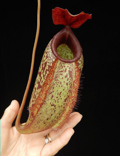 Nepenthes merilliana x aristolochioides "Best clone"  BE-3877