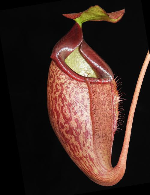 Nepenthes merilliana x glabrata   BE-3911
