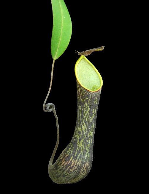 Nepenthes mikei "Bandahara"  BE-3506