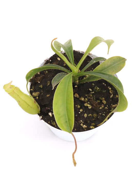 Nepenthes minima x briggsiana