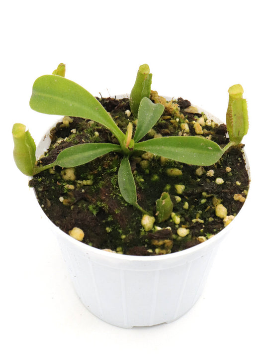 Nepenthes minima x lowii