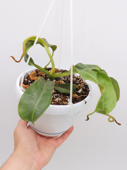 Nepenthes minima x mollis