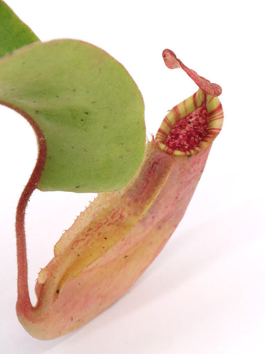 Nepenthes minima x veitchii