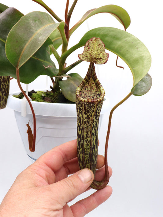 Nepenthes minima x vogelii
