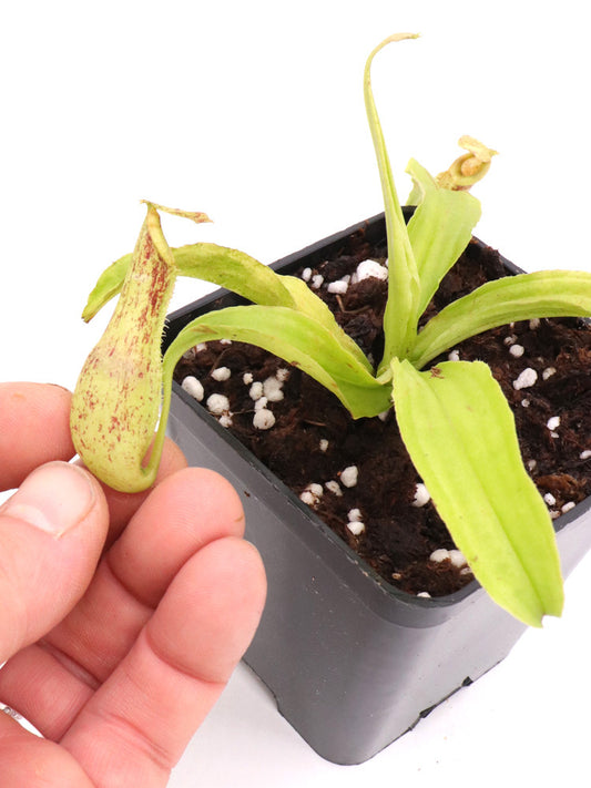 Nepenthes mirabilis var. echinostoma "Dark form" BE-3363