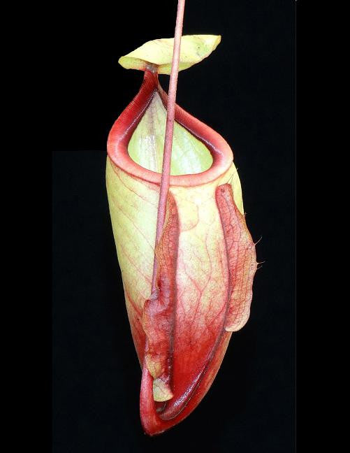 Nepenthes mirabilis var. globosa  BE-3928