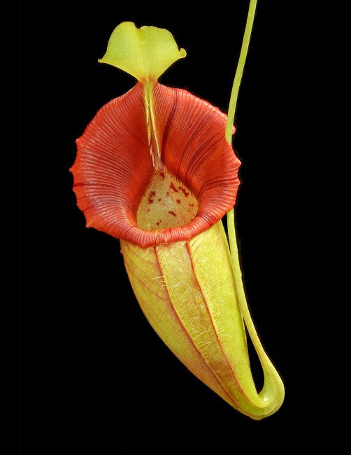 Nepenthes ovata  BE-4084