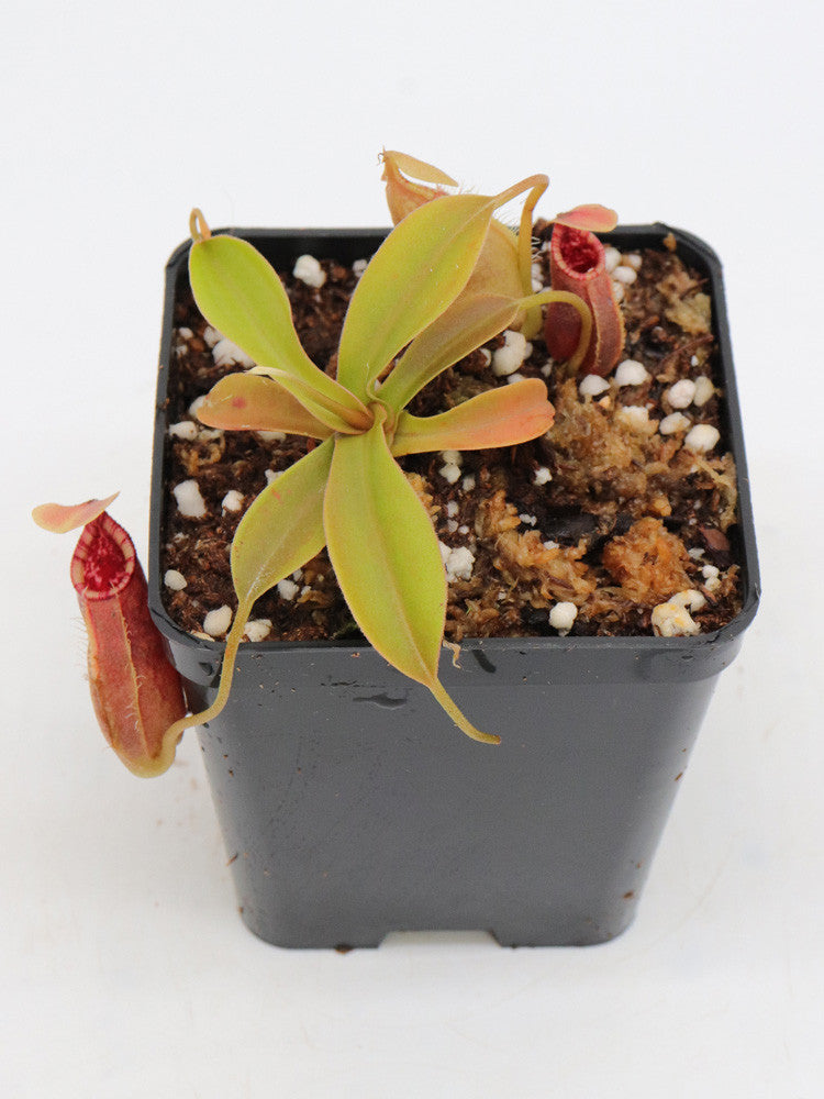 Nepenthes ovata  Pangulubao, Sumatra