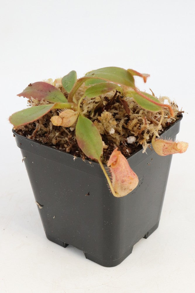 Nepenthes peltata   Mount Hamiguitan, Mindanao, Philippines